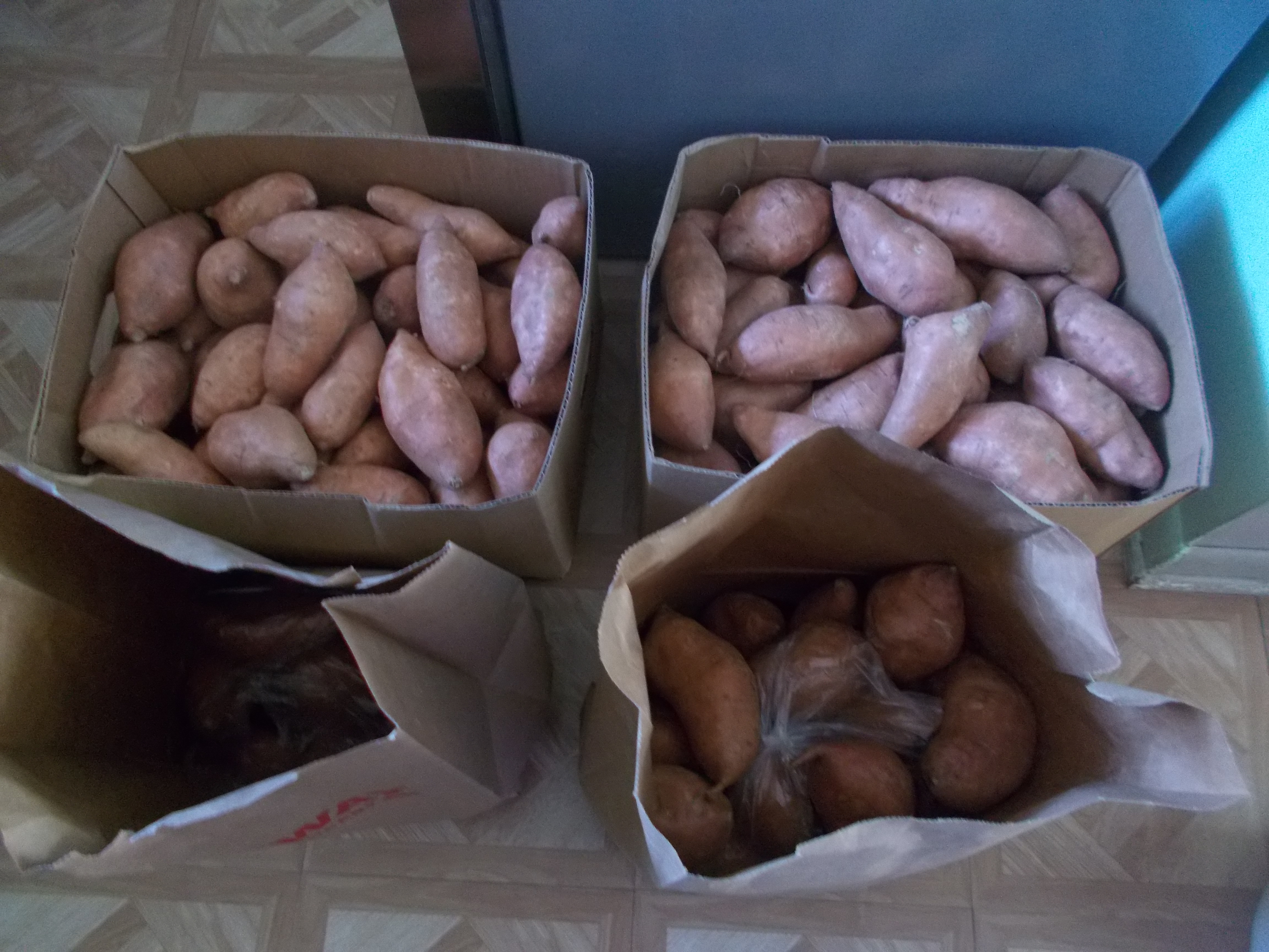 over 100lbs sweet potatoes