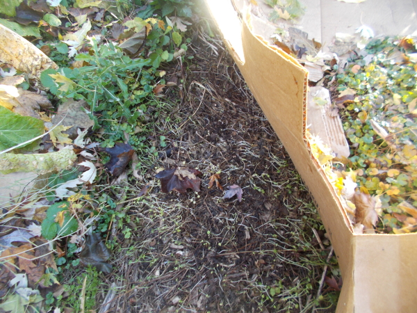 Benefit in mulching your vegetable garden with carboard boxes