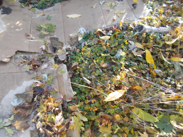 How to mulch your vegetable garden using cardboard boxes