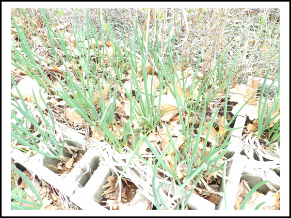 Egyptian Walking Onion-How to Grow your Own Food to Save Money