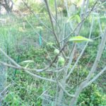 Paw Paw Tree in flower 5-14-22