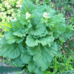 Rhubarb in flower 5-14-22