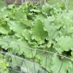 Burdock-How to mulch your vegetable for free