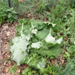 Burdock leaves-How to mulch your vegetable for free