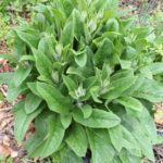 Comfrey-How to mulch your vegetable for free