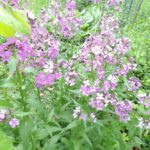 How to mulch your vegetable with wild flower