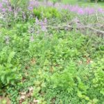 Wild Flowers How to mulch your vegetable garden for free