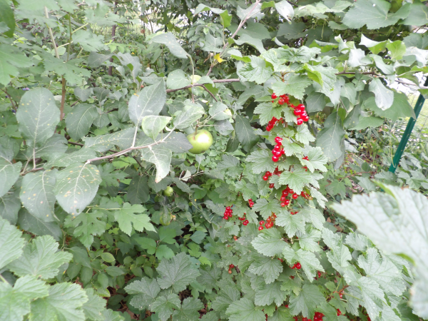 Red currants are ripe