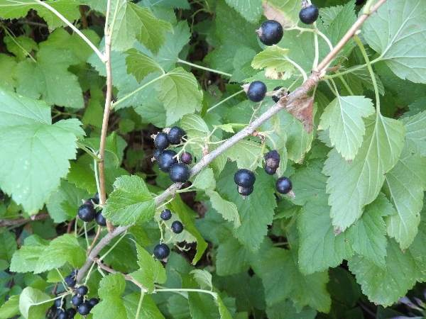 where do currants grow