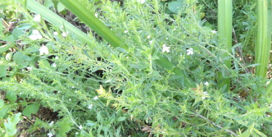 Winter Savory in flower