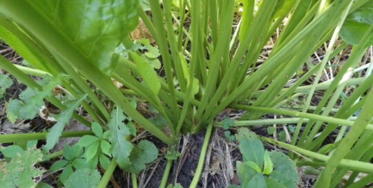 Horseradish Stalks 7-31-22 101_7860