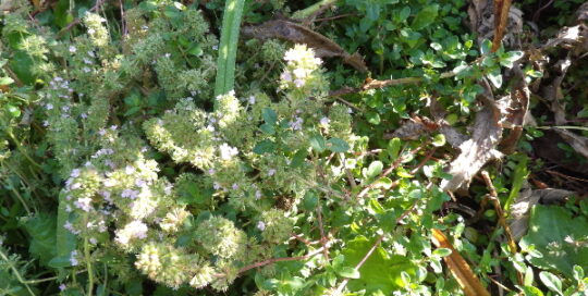 Wild Thyme (Thymus praecox) in flower 7-31-22 perennial food garden ideas