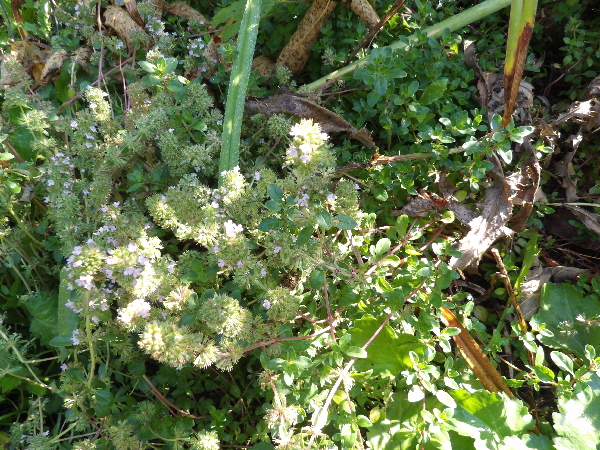 Wild Thyme (Thymus praecox) in flower 7-31-22 perennial food garden ideas