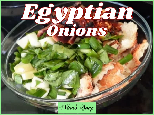 Eating Egyptian walking onions 5-8-24