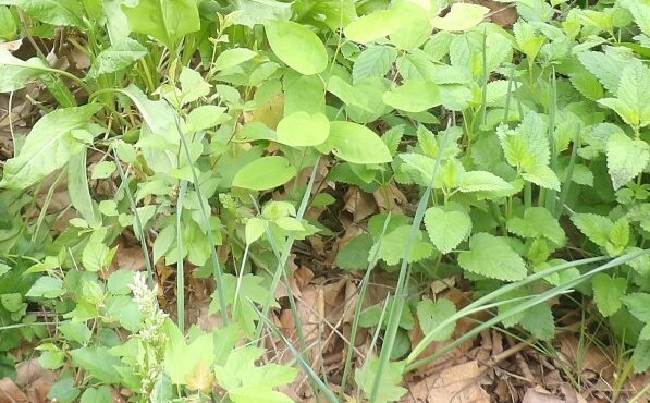 What is your process for picking out and buying seeds